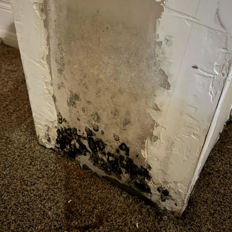 Professional Mold Removal in Manchester, NH